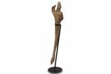 Dinosaur (Triceratops) Pelvic Bone w/ Metal Stand - Montana #339336-3